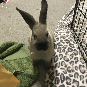 Meet your Posher, Pattie